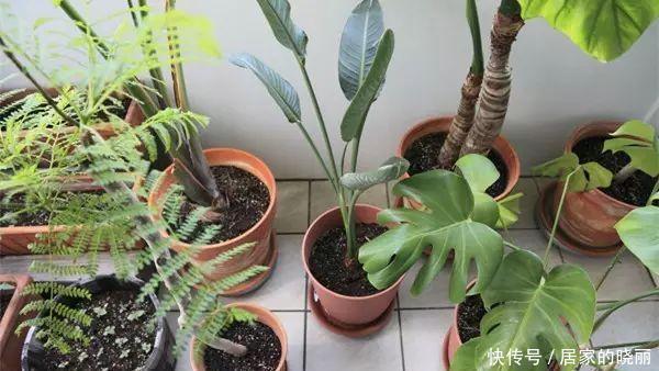 解决|土壤板结不必再换土了,简单一招教你完美解决