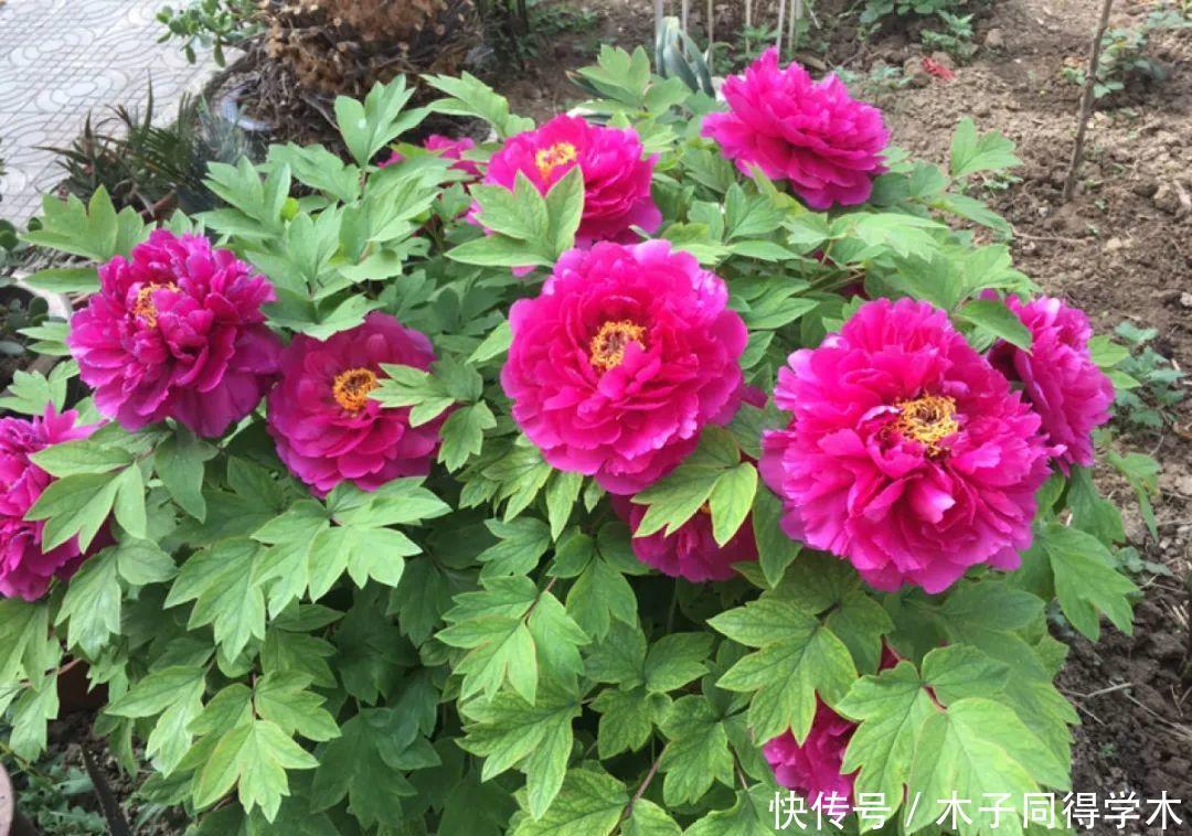 马上进入花期的花,10天一次肥,下个月就开花