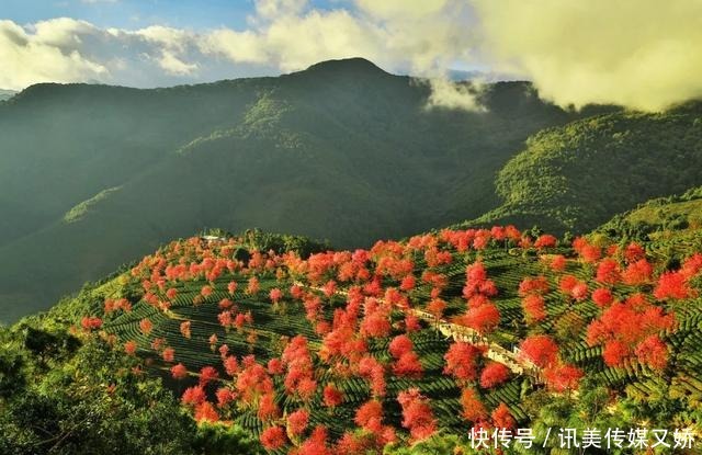 当全国很多地方冻成狗，有个地方花开成海、惊呆国人