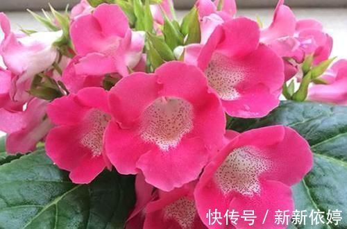 大岩桐|5种“阴暗花”,藏在角落里,年年自行繁殖,也能开成“仙花树”