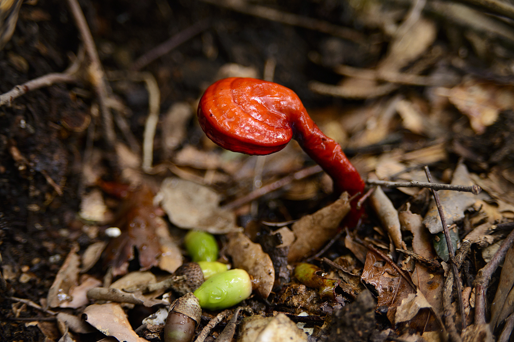 肝细胞|养肝界的“扛把子”,菊花只能排第三,第一很多人不爱吃