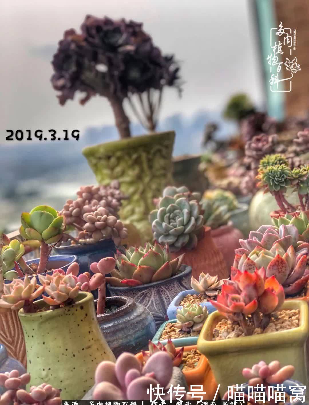 最温暖不过人间烟火,来自逆挂区的多肉!