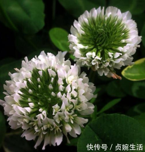 菊花|养树不如养盆“假菊花”，一浇水就狂长，比绿萝好养、比菊花美