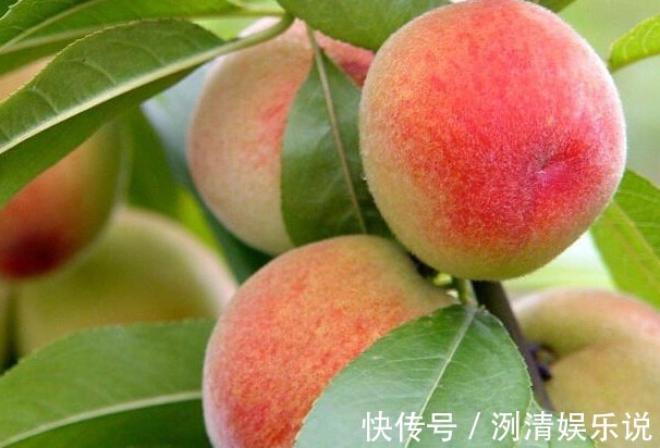 可湿性粉剂|桃子润肠通便、改善便秘，如何种出优质高产的桃子，重点掌握四点