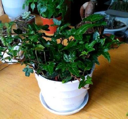 这3种花卉适合爱干净的人养，除臭又杀菌，家庭卫生清洁好帮手！