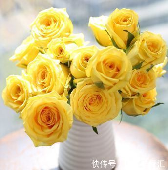 热爱菊花,不如养盆“珍稀玫瑰”金香玉,花开金光闪闪,亮丽优雅