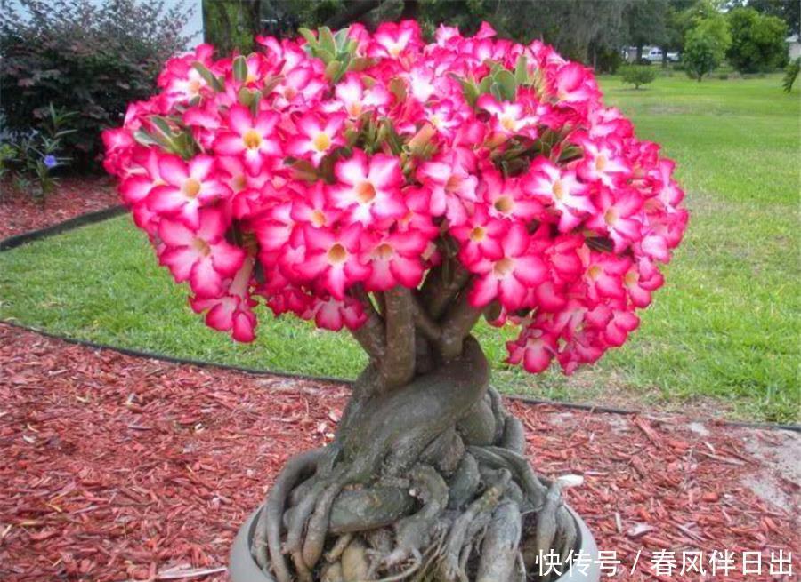 夏天|8种专属于夏天的“开花之王”，不怕热不怕晒，光照充足就爆盆