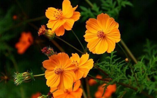 喜欢菊花,就养这几盆“菊中珍品”,似妖娆仙女,香气袭人