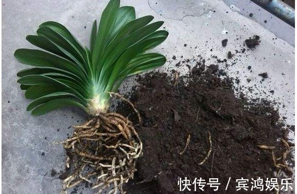 盆栽|花盆里加点它，盆栽20年不烂根，叶绿花艳根肥壮，不用上肥料