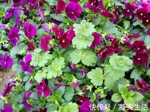 消肿解毒|农村的一种外形奇特的野草，清热利湿、消肿解毒，对高血压有疗效