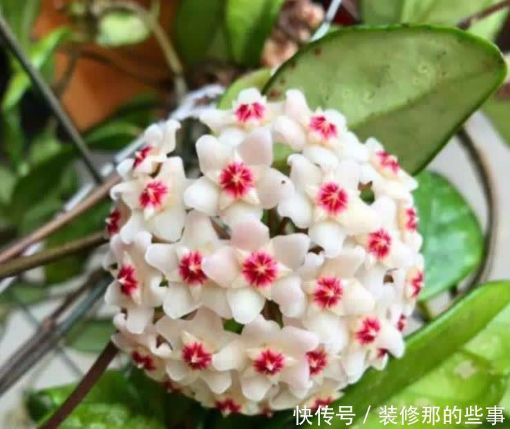 4种花漂亮又好养，比牡丹好看，开花一串串，阳台变成瀑布花海！