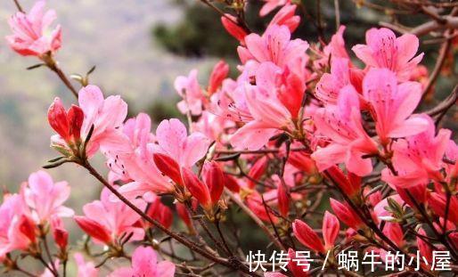 非洲|农历7月11日开始，养花养个耐看的，花色美丽，花苞吊满枝