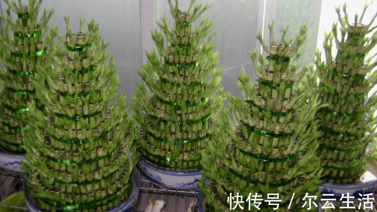 楼房|封闭的楼房养花，首选这6种，都是净化小能手，养在家里利于健康