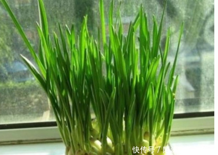 养花不如种菜,一把种子撒土里,10天就能吃,一年不用买菜!