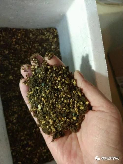养花的旧土别扔，一招巧变新土，肥沃透气，花儿蹭蹭长！