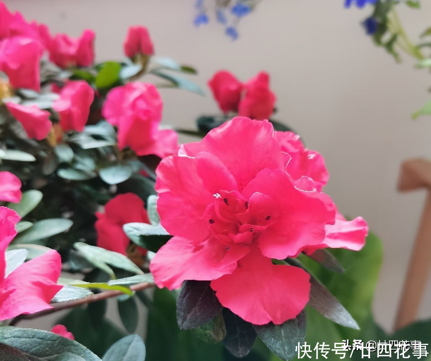 春节买的杜鹃花，容易“花后死”，做好3方面，每年开花不用买