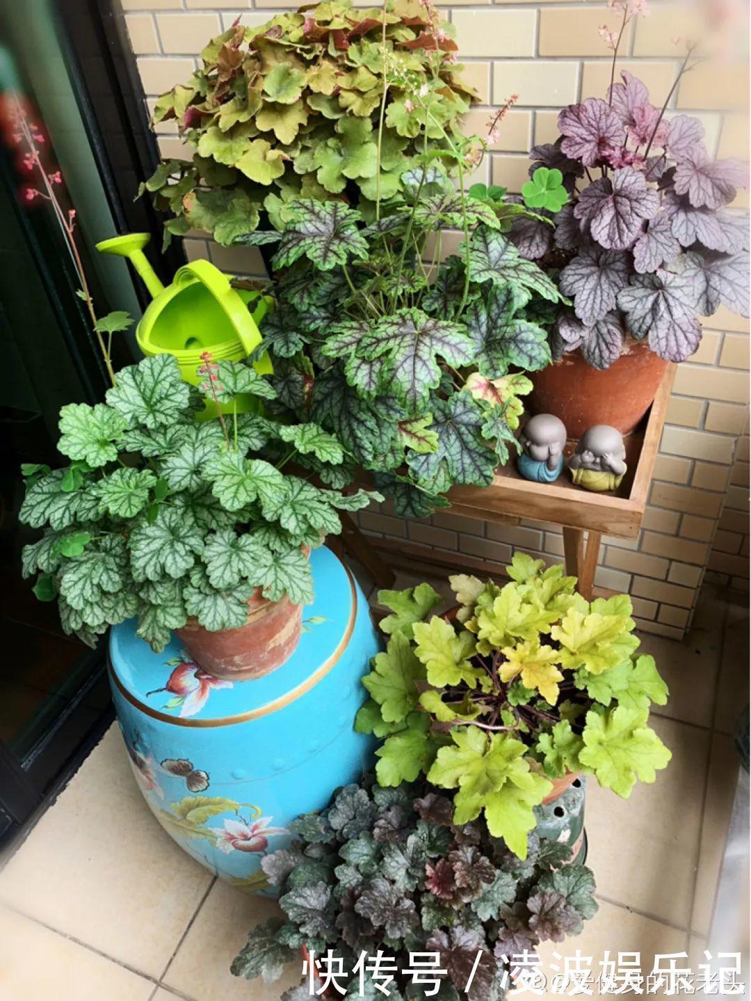 牡丹吊兰|懒人适合养什么花,浇水少,不挑土,它比人还懒!