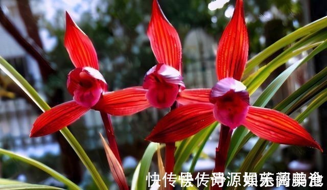 香气|这款兰花香气醇正,花姿典雅大气,喜欢闻花香的花友值得入手!