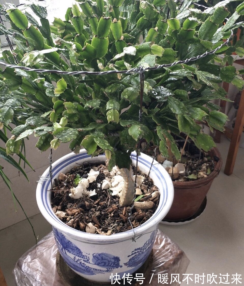 她养的蟹爪兰,1个枝条冒出4个花苞,记住3个“要诀”你也可以