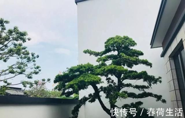 种树|院子里别乱种树,海棠“富贵满堂”,桂花“出贵子”,旺运添福