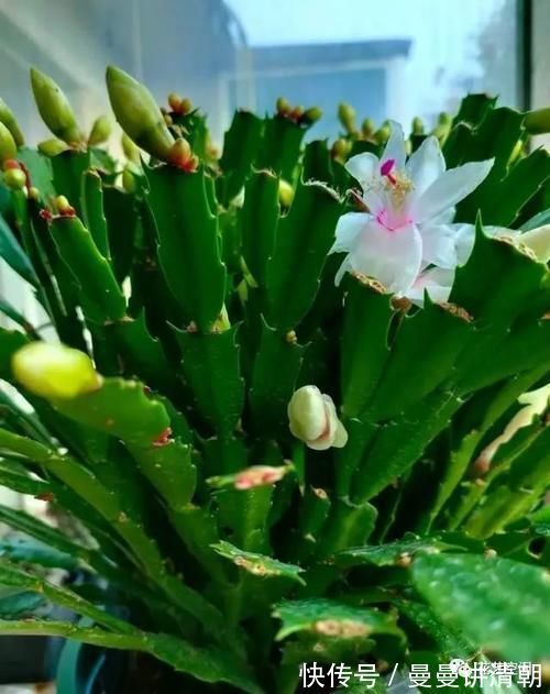 蟹爪莲|蟹爪兰的叶片突然变红,可不是好事,赶紧这么做,还会有花赏!