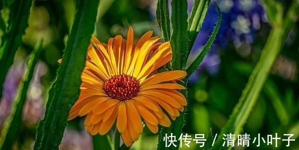 如果爱|3天后，转角邂逅，繁花似锦，真情回眸，再次拥抱，爱在燃烧