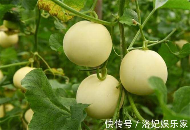 香瓜|女性再没钱,这三种水果不要省,补充营养,排毒抗衰,增强抵抗力