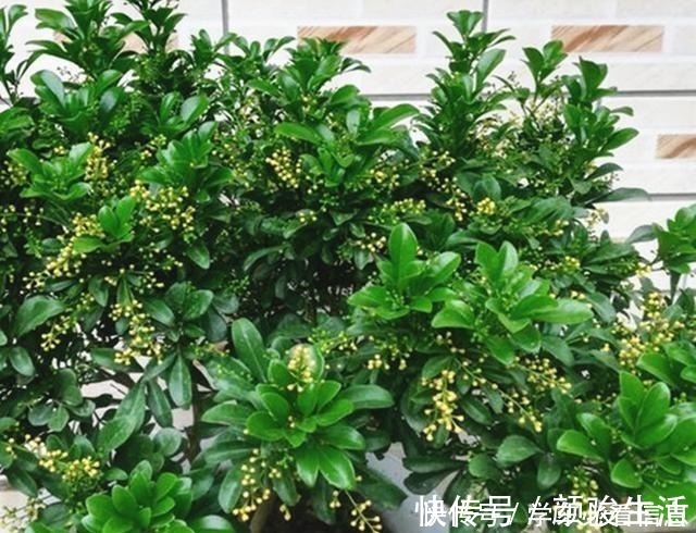 米兰花|不会养米兰花教你3招，让它快快爆盆，开花不断！