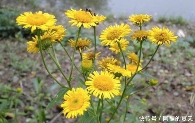 别把这种“菊”当做野菊花,它比野菊花更珍贵,价值更高!