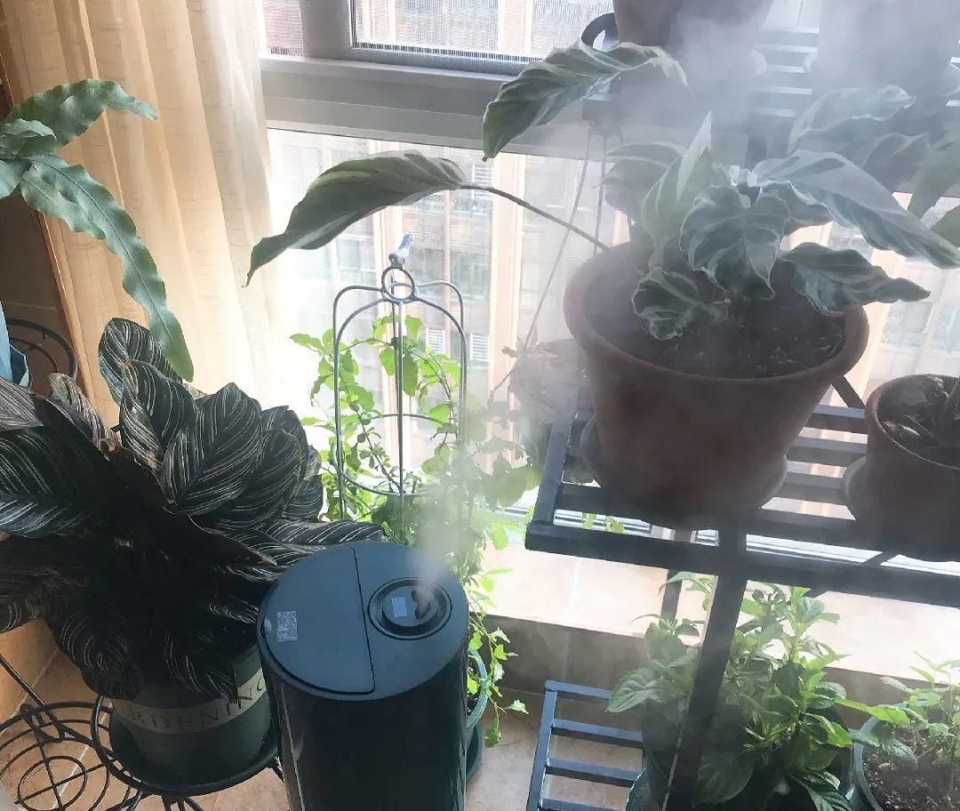 竹芋|11月,千万别买这种花,养不活惹一肚子气