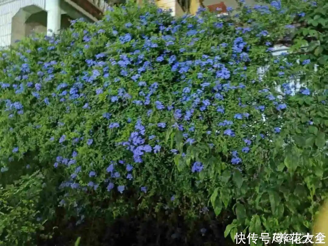 抗病、不招虫的天竺葵，屋里养一盆，开花一茬接一茬