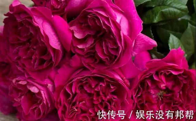 你粉|比较受欢迎的10款进口玫瑰花,一直都供不应求,你粉了吗?