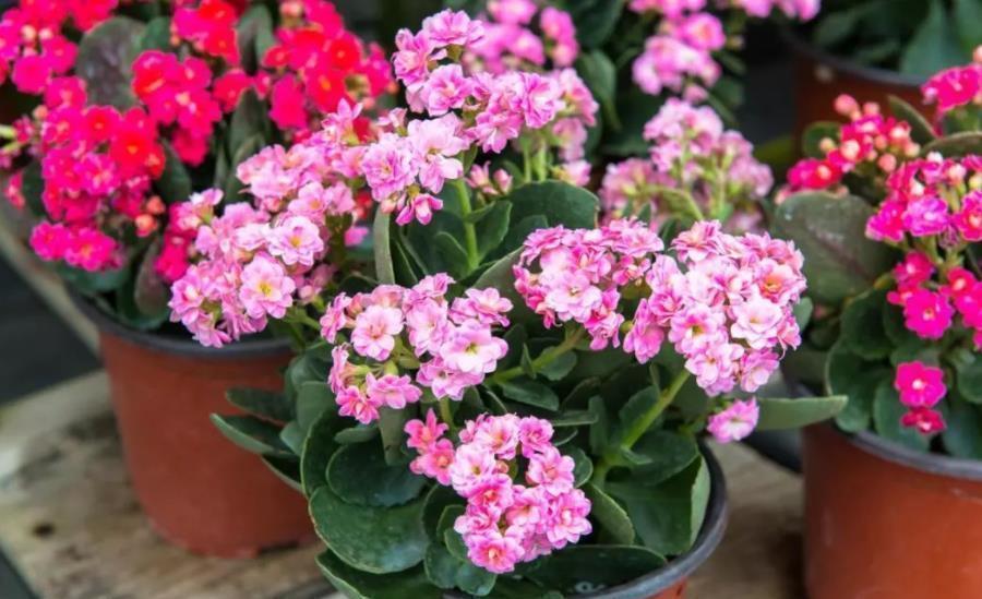 盆栽|3种“看似平平无奇,实则开花惊艳”的盆栽,好养好看,轻松爆花