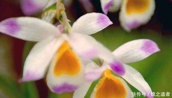 养兰用这招,一个月就长爆盆,长年不烂根!