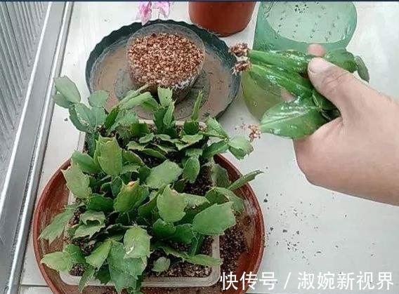 时间点|扦插蟹爪兰,掐准“时间点”,根系嗖嗖窜,养出“杠杠厚”好叶片