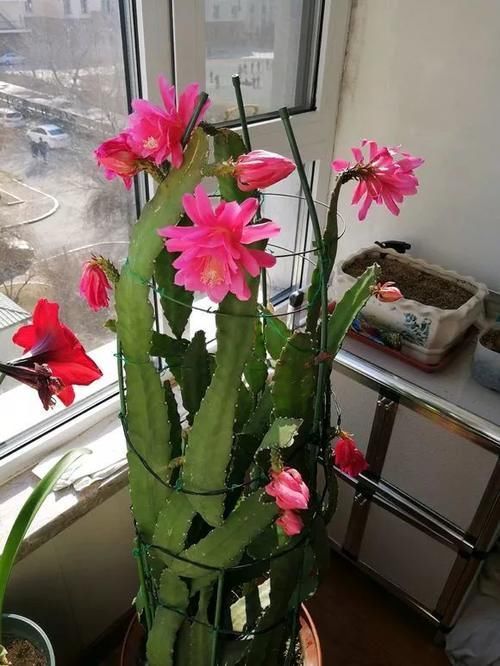 仙人掌科|养了5年的蟹爪兰,原来是个“假货”,看看你家的是什么?