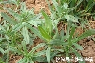马齿苋|这三大野菜,看着是草,吃着是宝,清热解毒、润肺止咳、降低血压