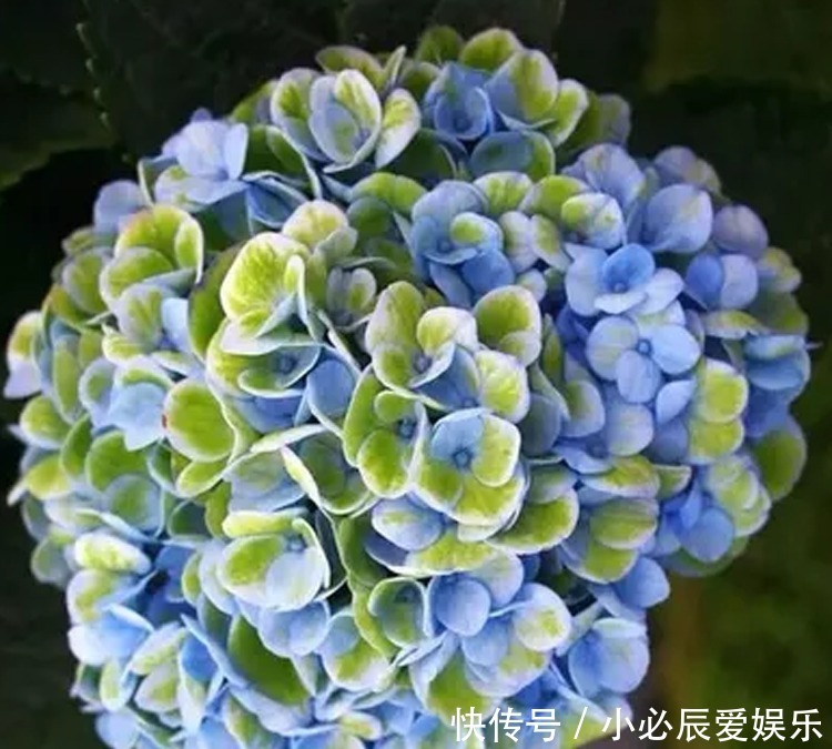 夏季|夏季蚊子乱嗡嗡?教你4个驱蚊小妙招,整夜开窗都不怕,睡觉更香