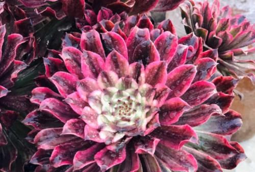 多肉红覆轮锦是最容易变异的法师，这些法师品种都跟它有莫大的关系