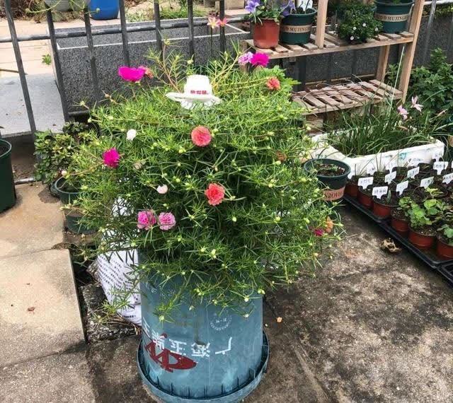 发酵淘米水臭气熏天,加2种东西,气味清香,肥效棒!