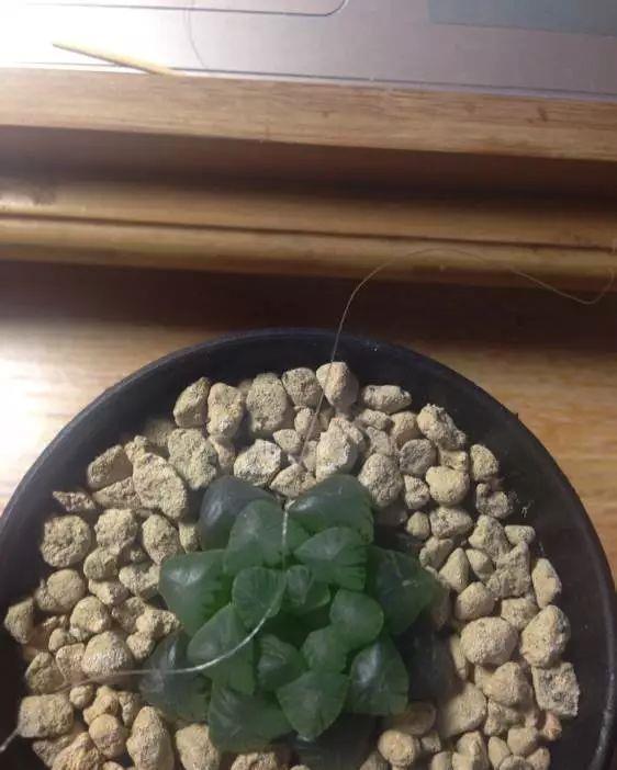 玉露徒长成“筷子”,找根线一拉,制服徒长不成问题!