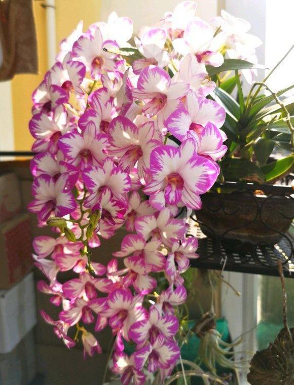 这5种花，都是老中医的最爱，个个都养人，看看你养了哪种