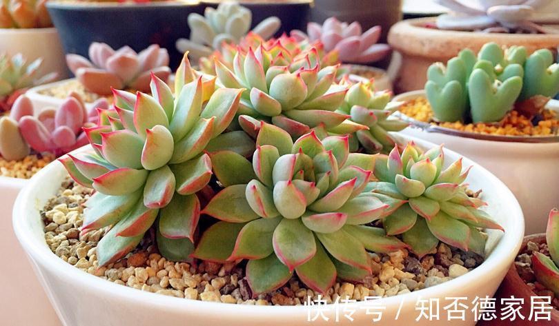 警示|多肉出现这3种症状,就是在警示主人:该换盆土了!