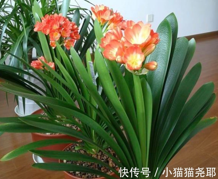 花苞|养君子兰,注意3个“要领”,一年开花2次,一盆开出十几朵!