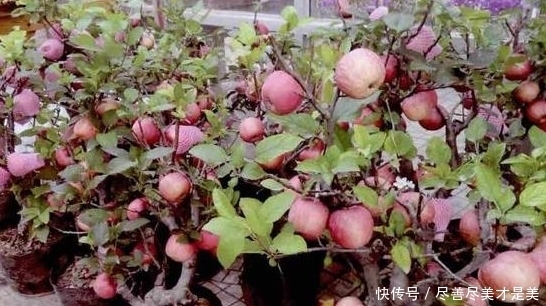 烦养花种草就盆栽这2款果树，开花漂亮、结果美味