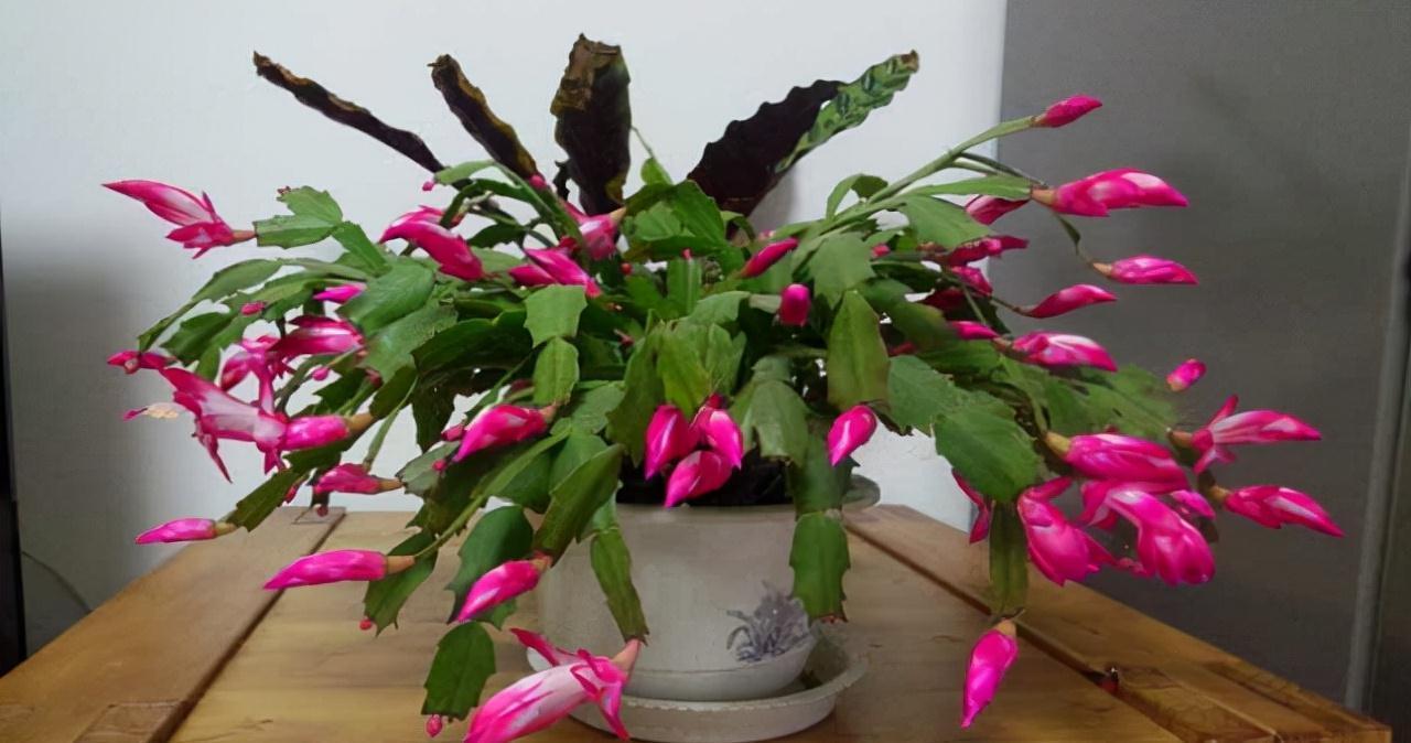 9种漂亮花，现在扦插“正当时”，喜欢别错过