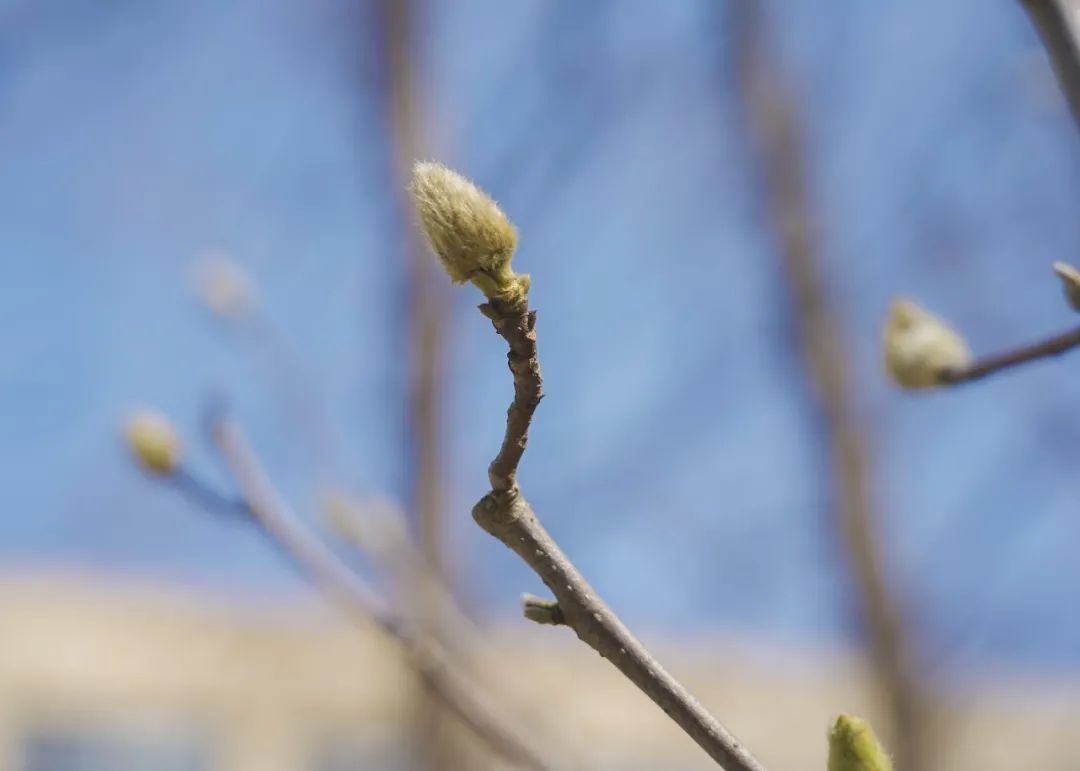 古城|春到同济！太（you）爱（fu）了（li）！