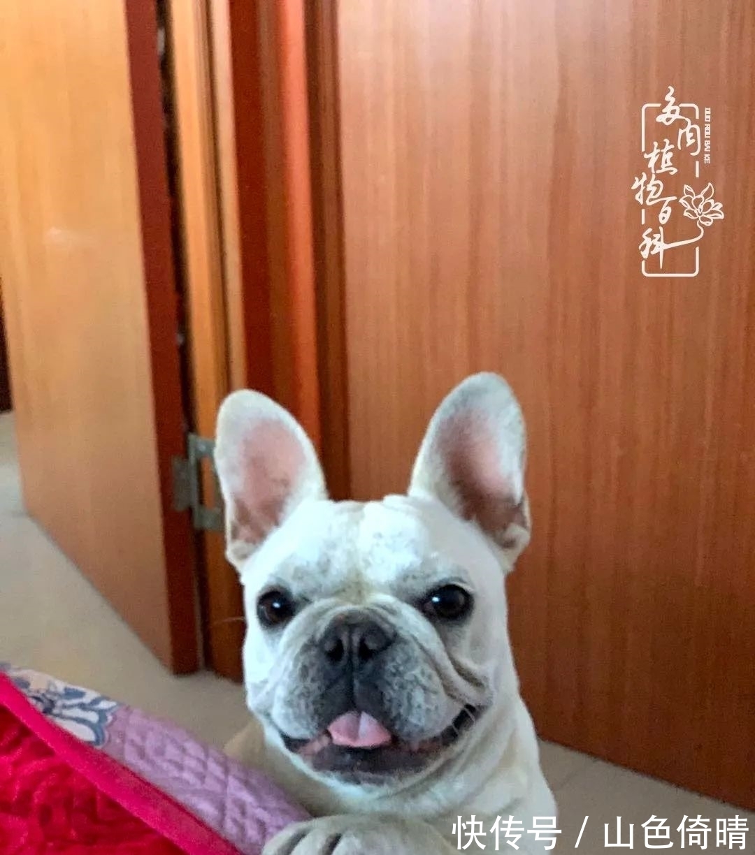 我与多肉植物百科的398天离别又重逢！