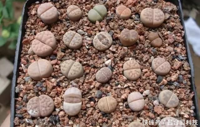 垃圾桶边的蜂窝煤渣,全被邻居偷偷捡回家,逼问才知有这奇用