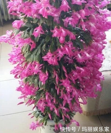 养好蟹爪兰并不难,掌握几点,年年花开不断,长成大瀑布!